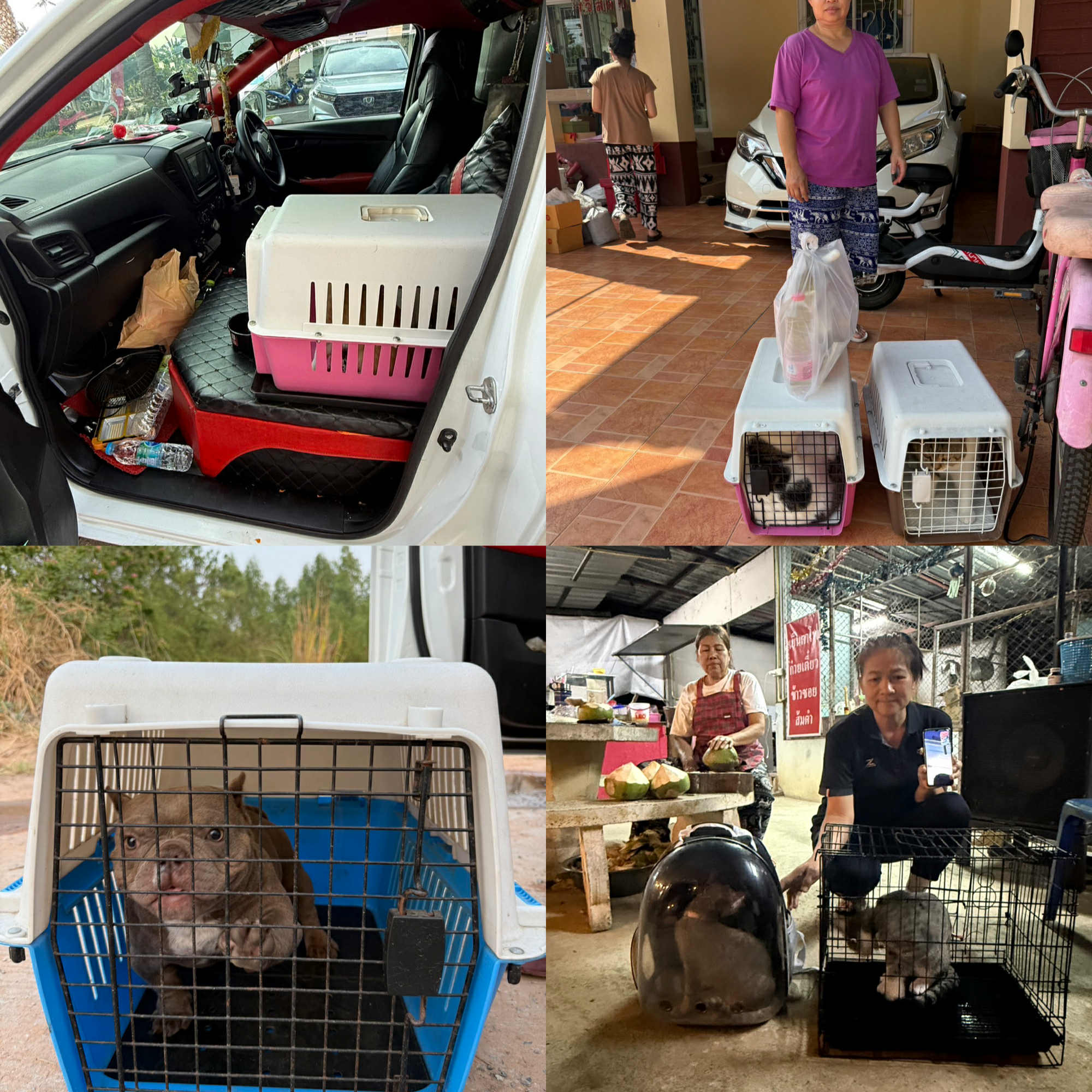 รีวิวการขนส่งสัตว์เลี้ยง N&M18